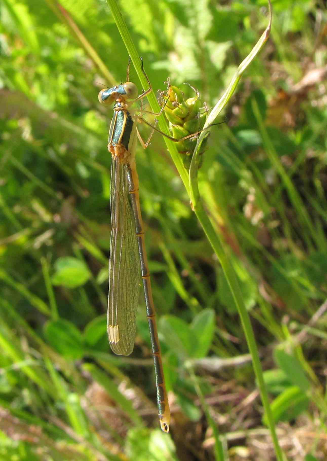 libellula bracciano2: Lestes barbarus